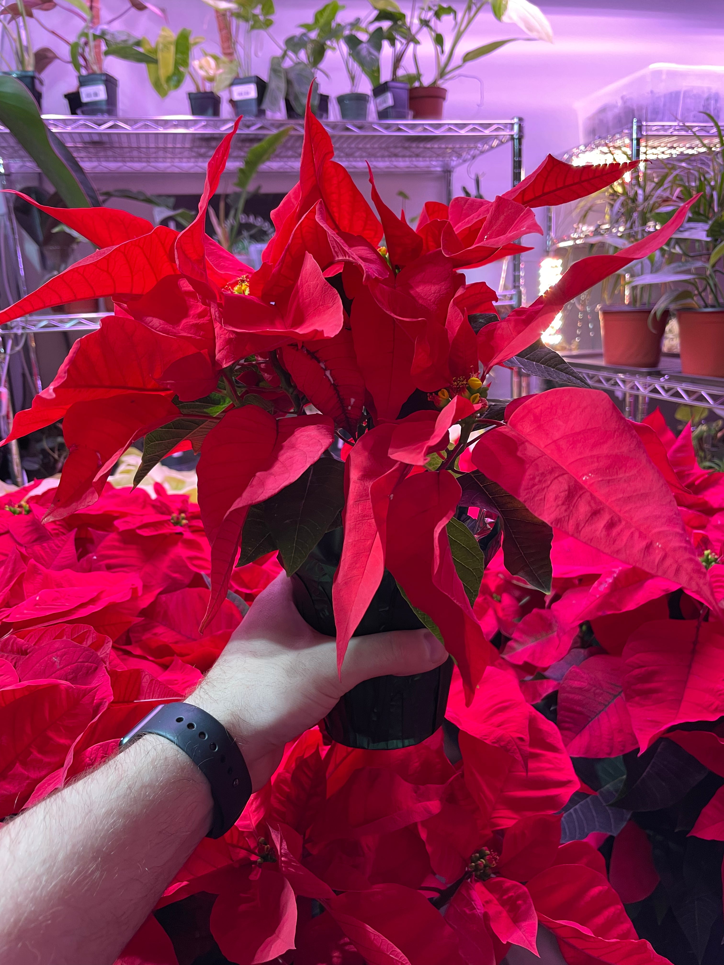 Poinsettia