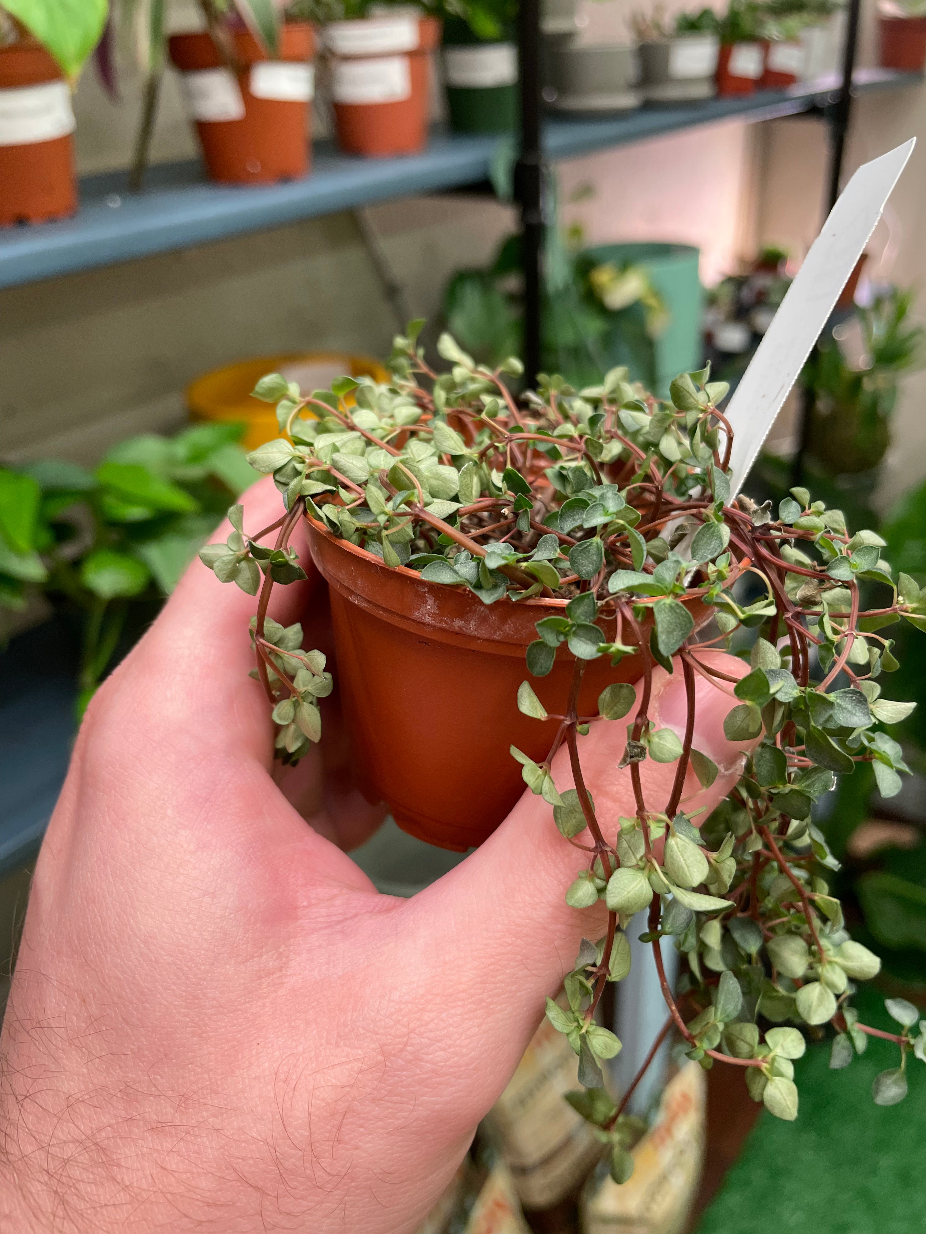 Pilea Silver Baby Tears