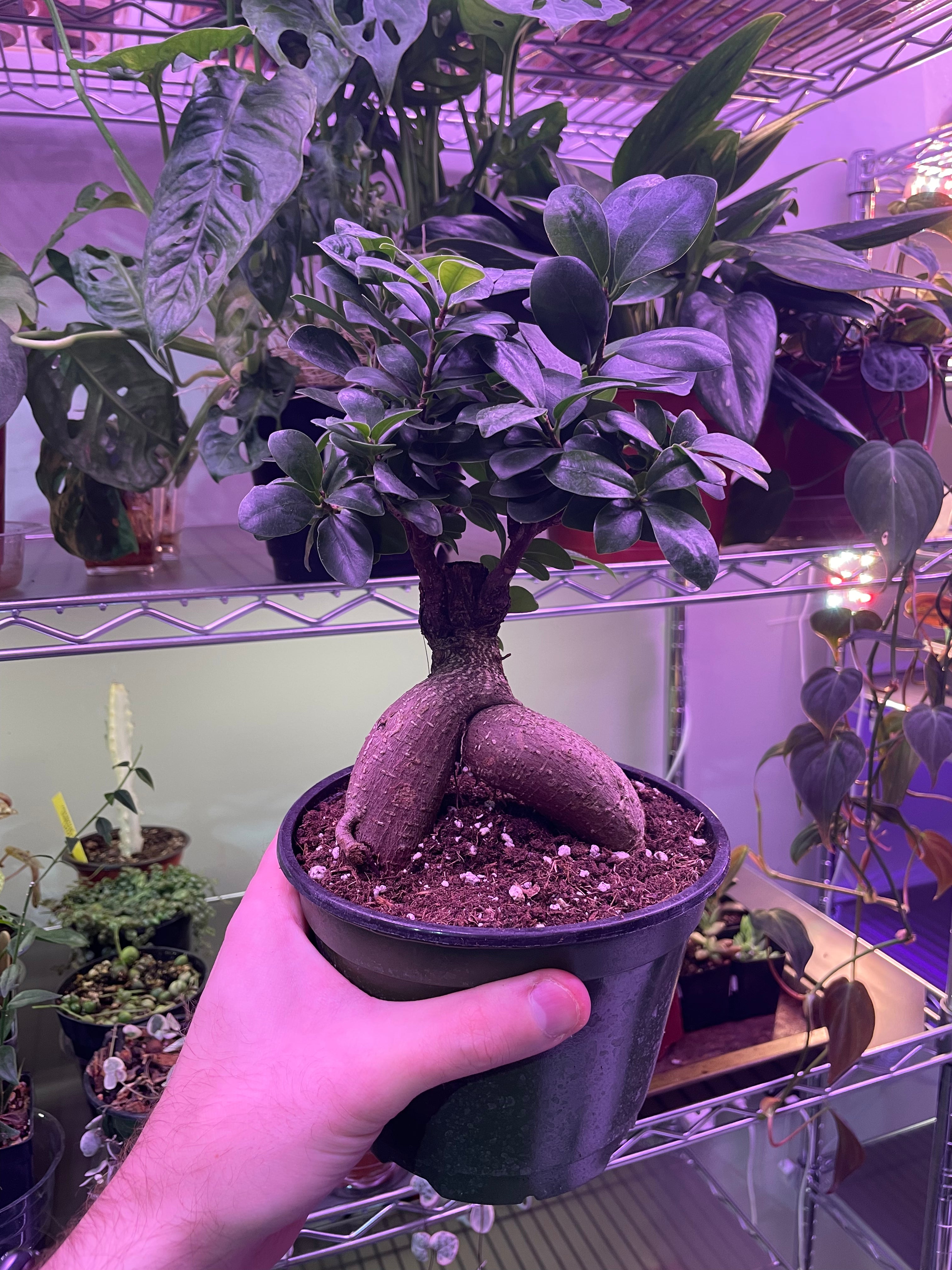 Ficus Ginseng