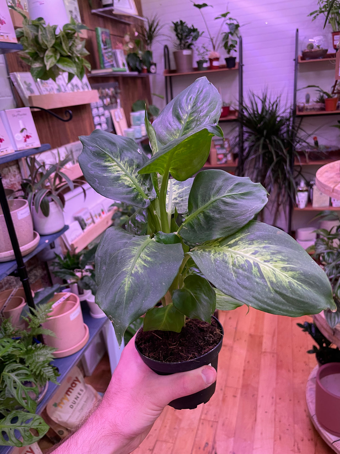 Dieffenbachia Maculata