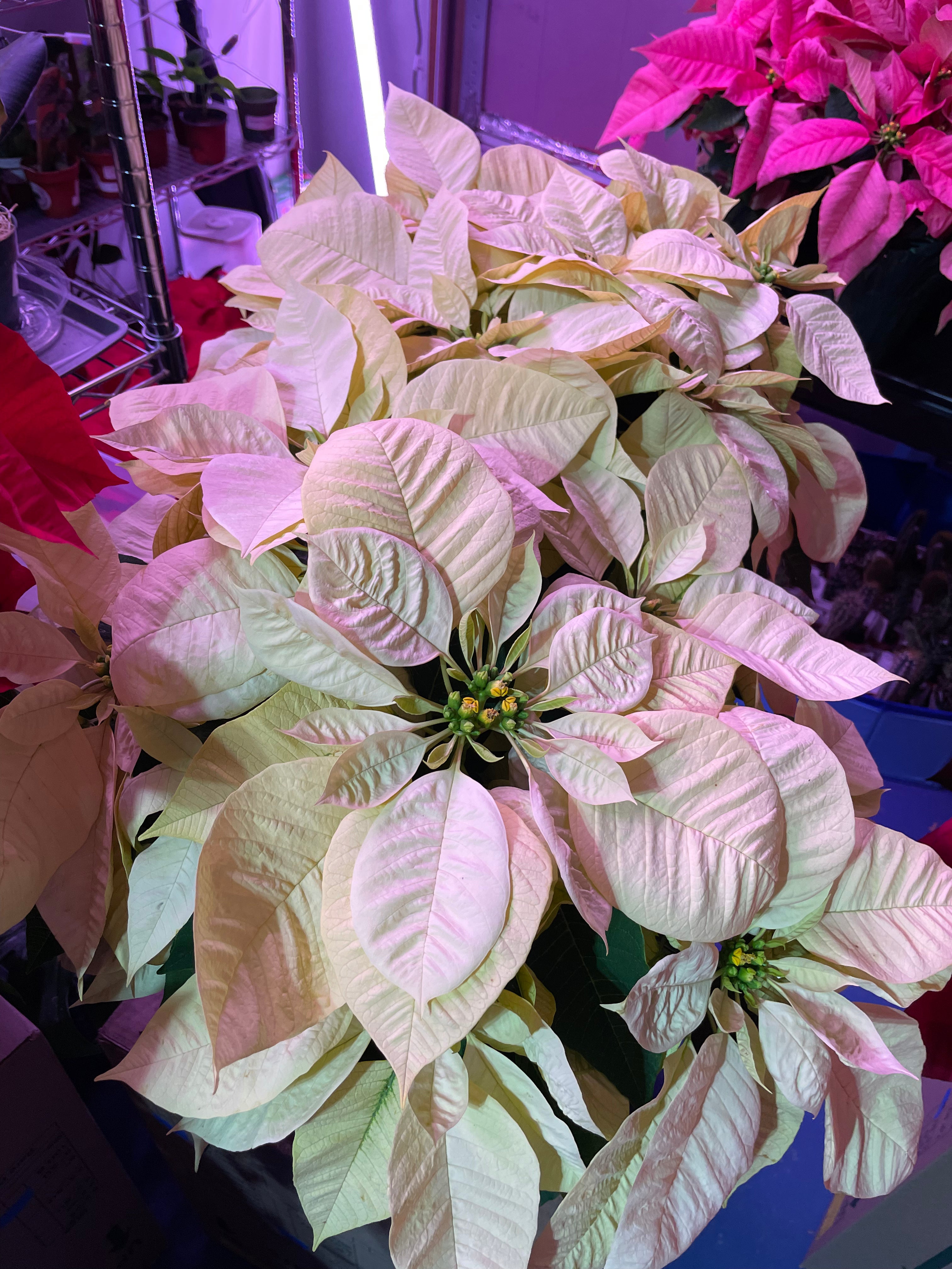 Poinsettia