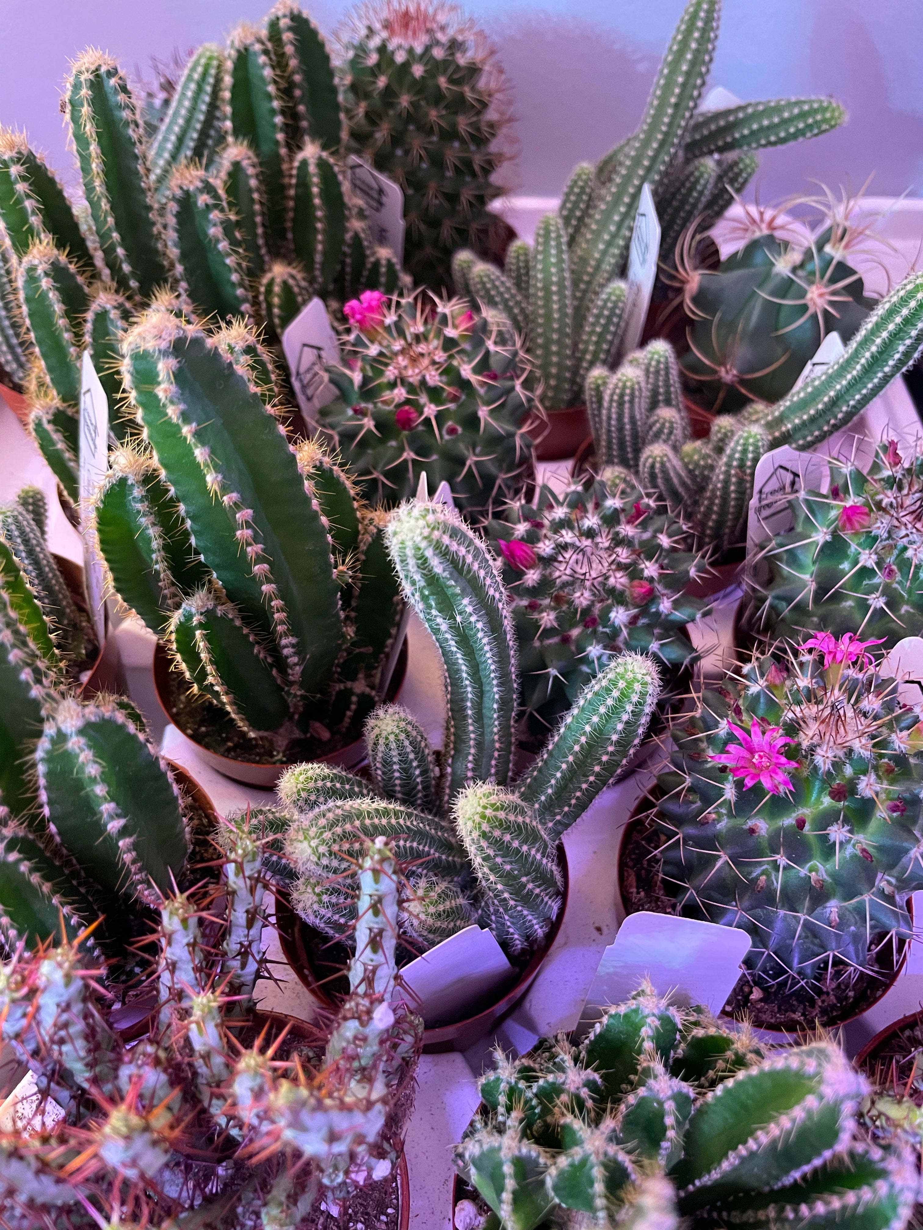 Assorted Small Cactus