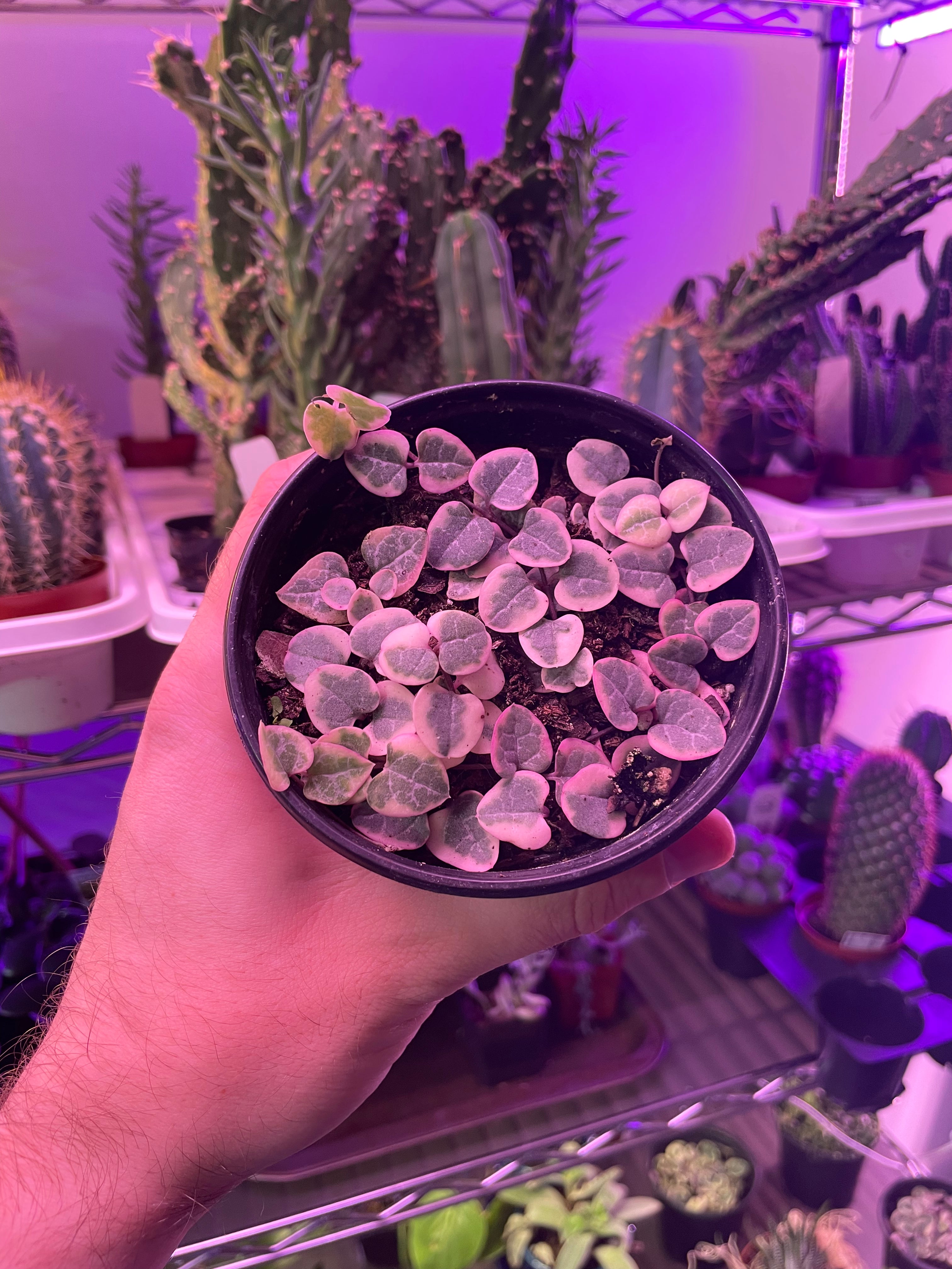 String of Hearts Variegated