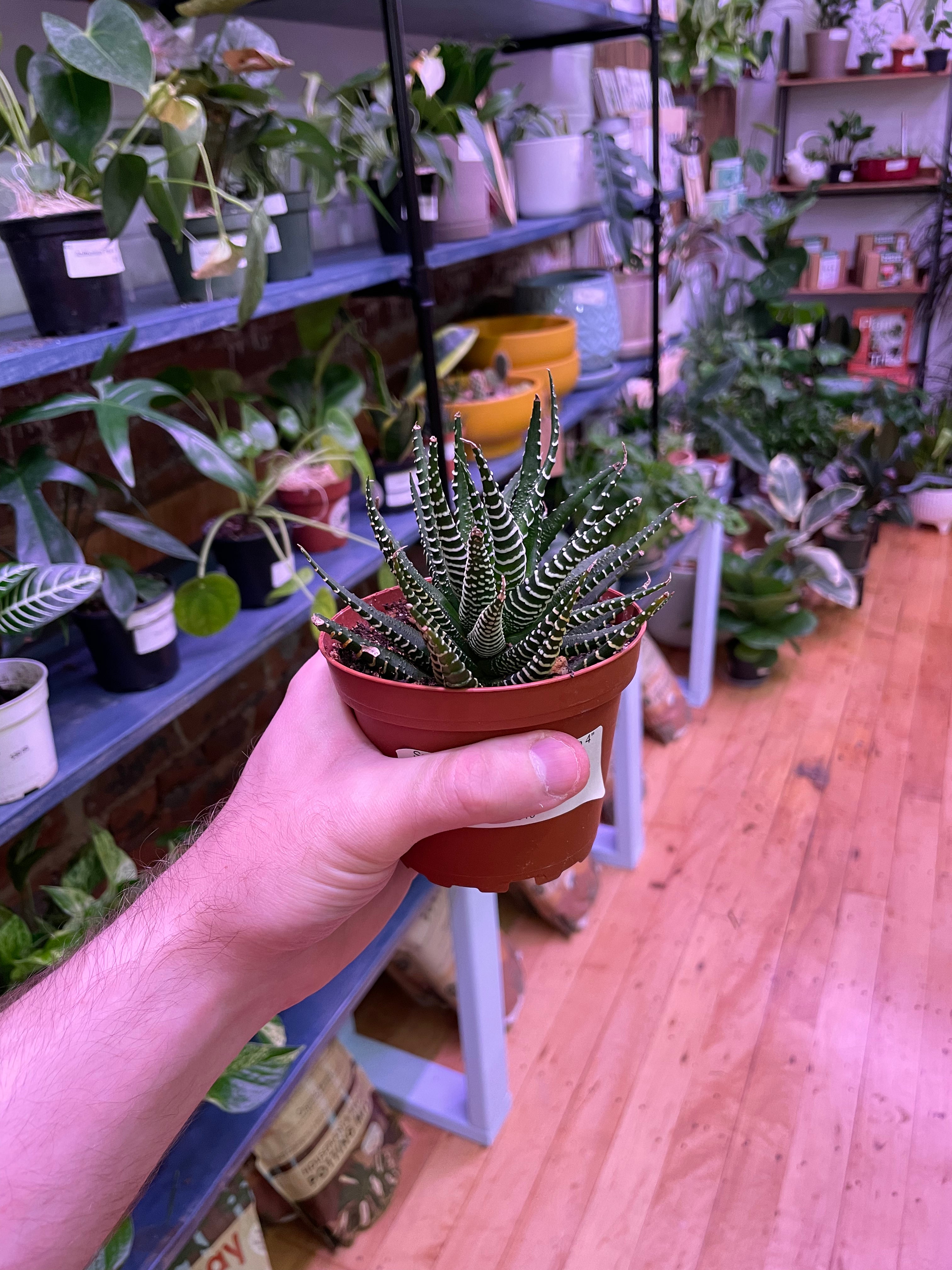 Haworthia Zebra Succulent