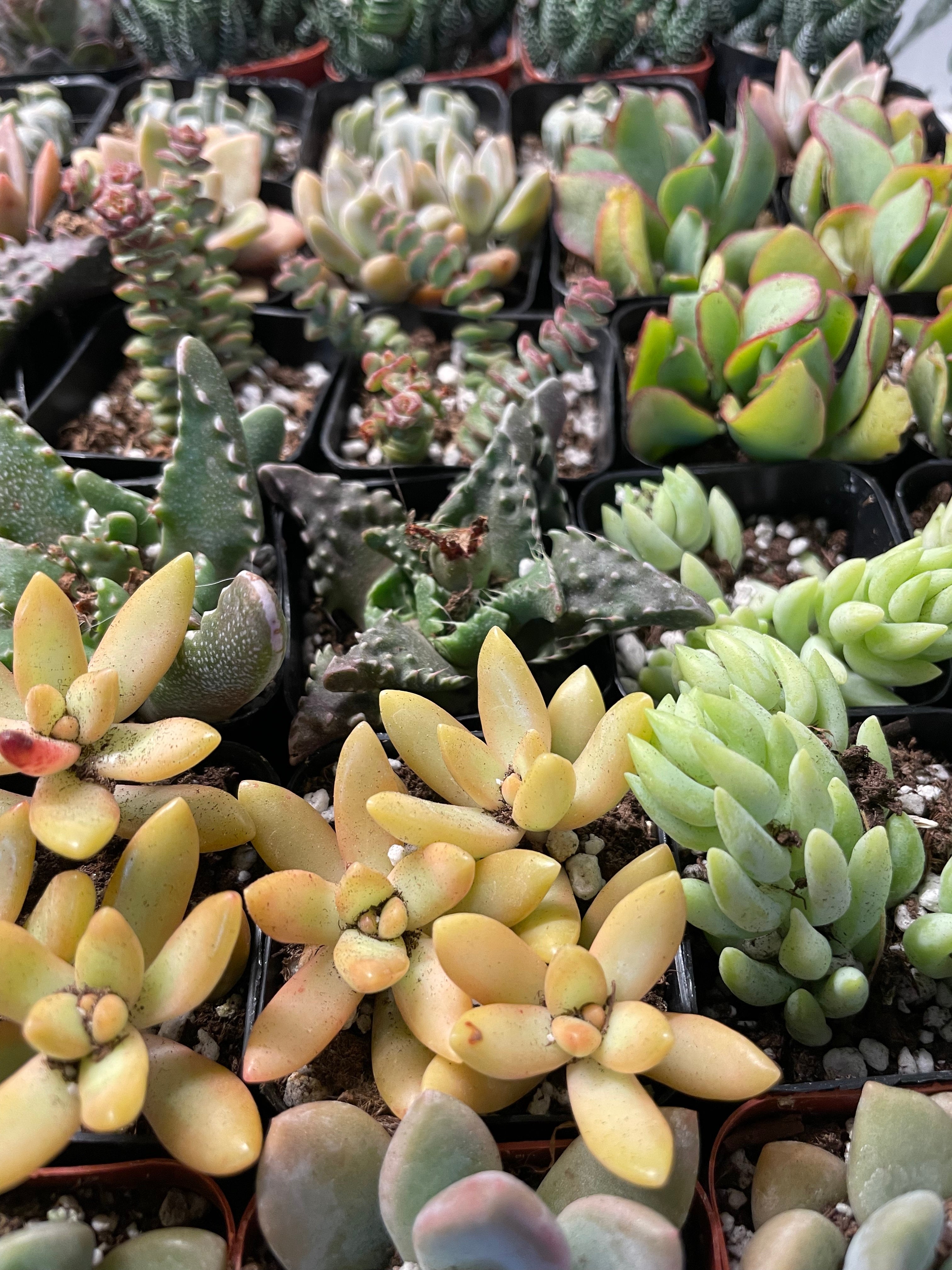 Assorted Succulents