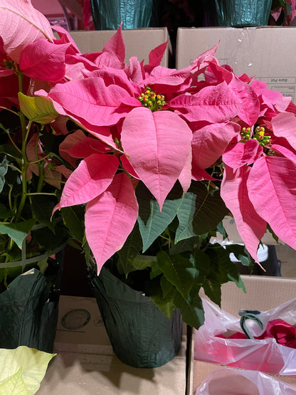 Poinsettia