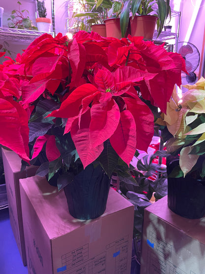 Poinsettia