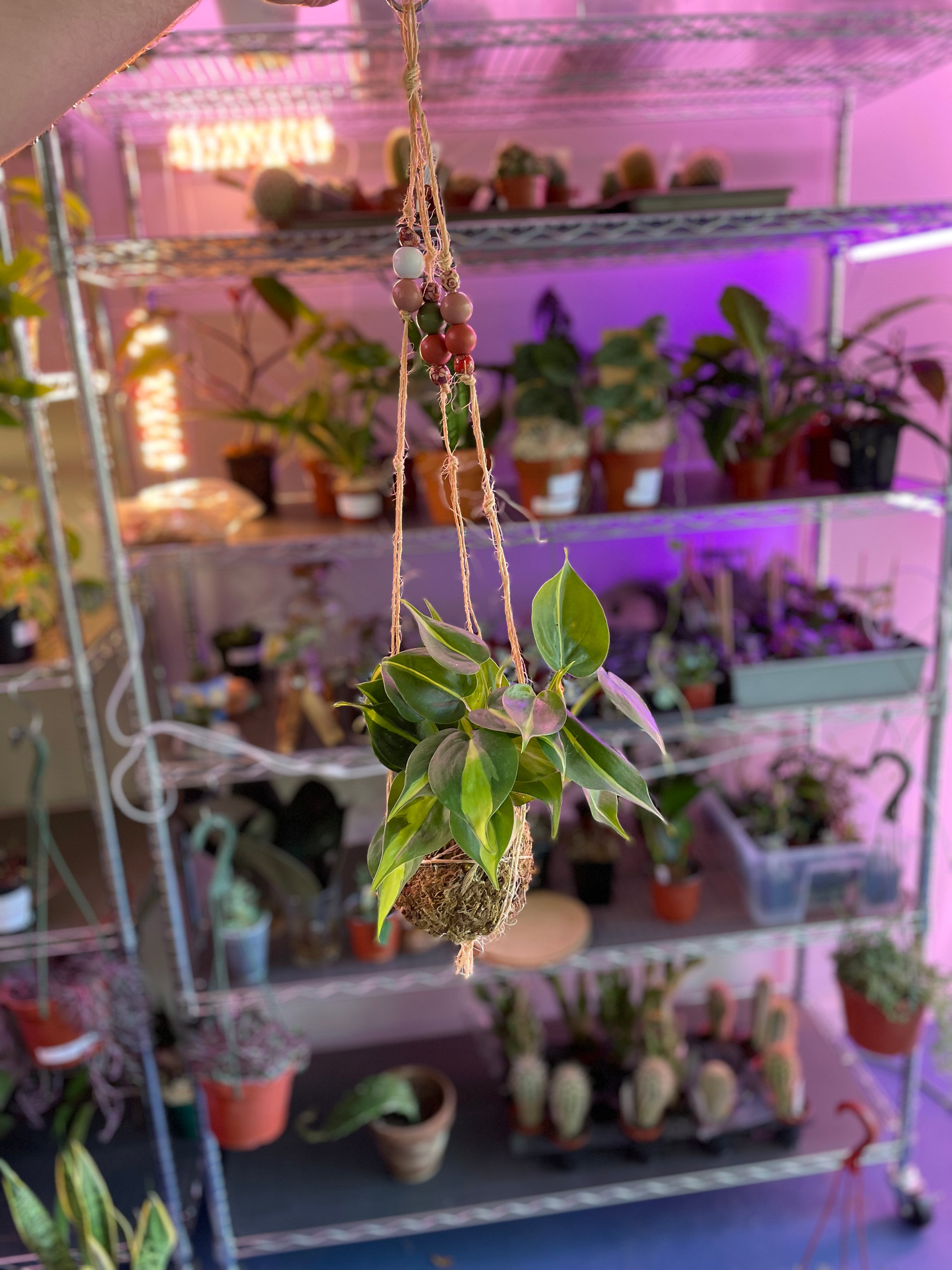 Kokedama Moss Ball Hanging Plant