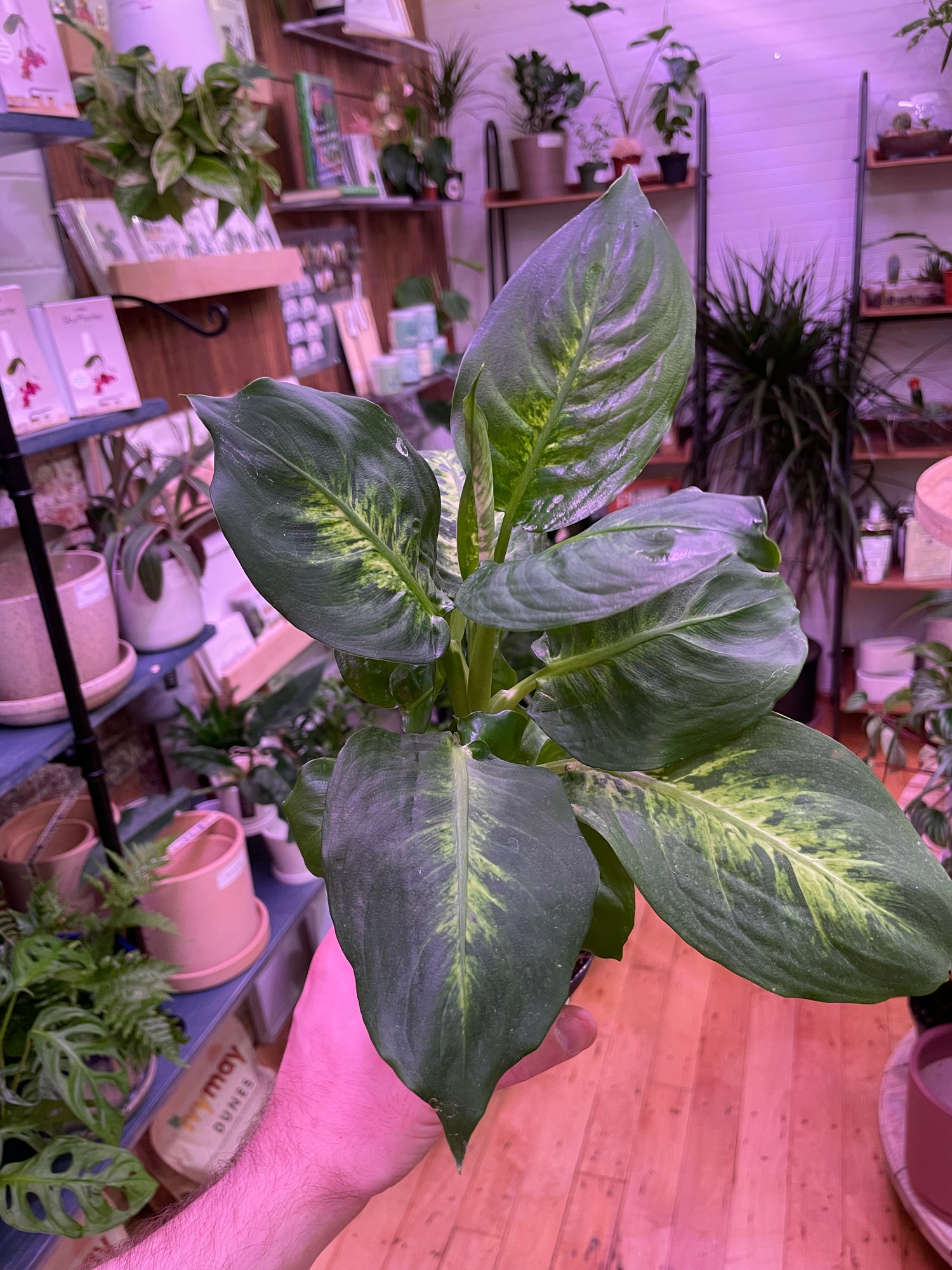 Dieffenbachia Maculata