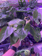 Philodendron Heartleaf