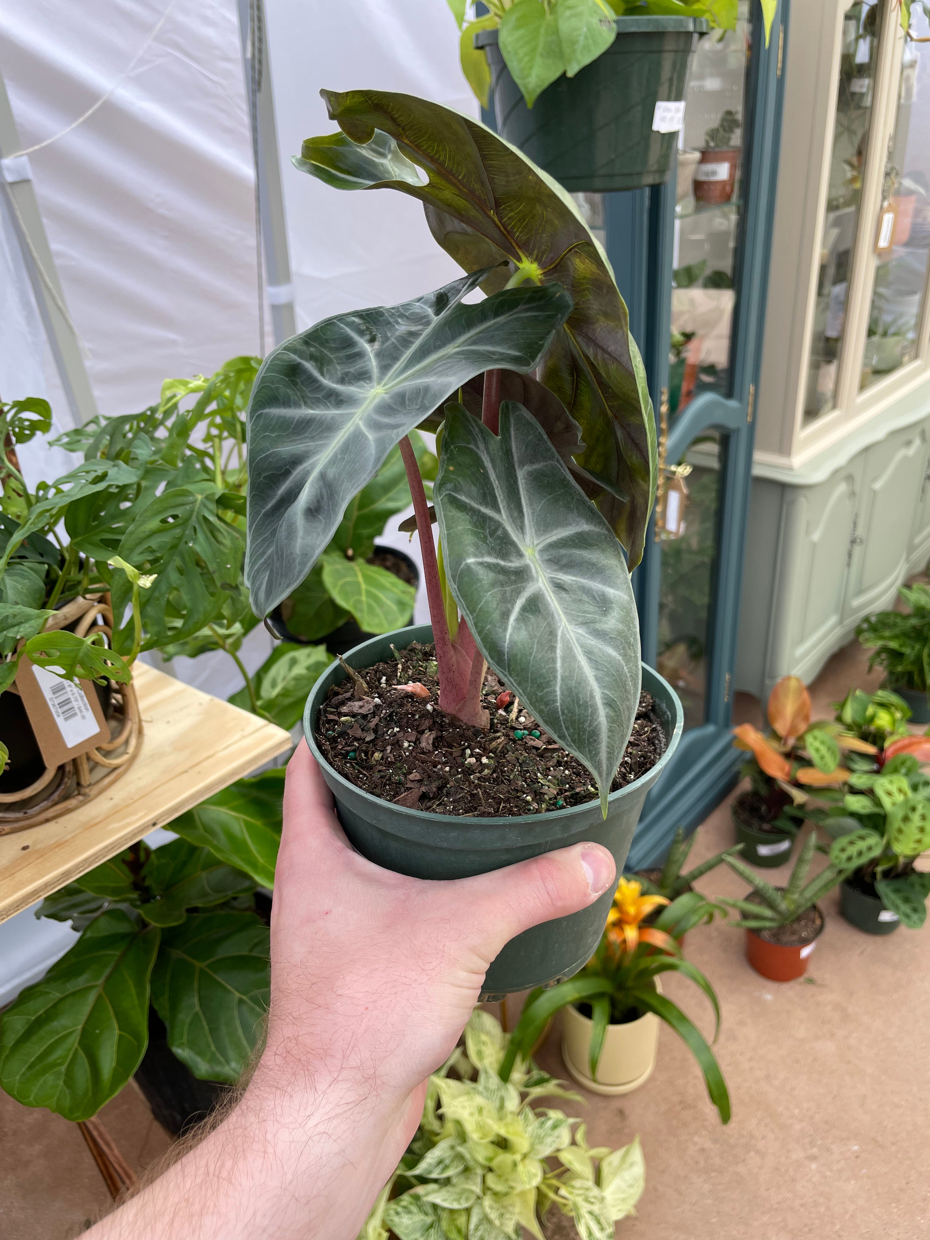 Alocasia Morocco