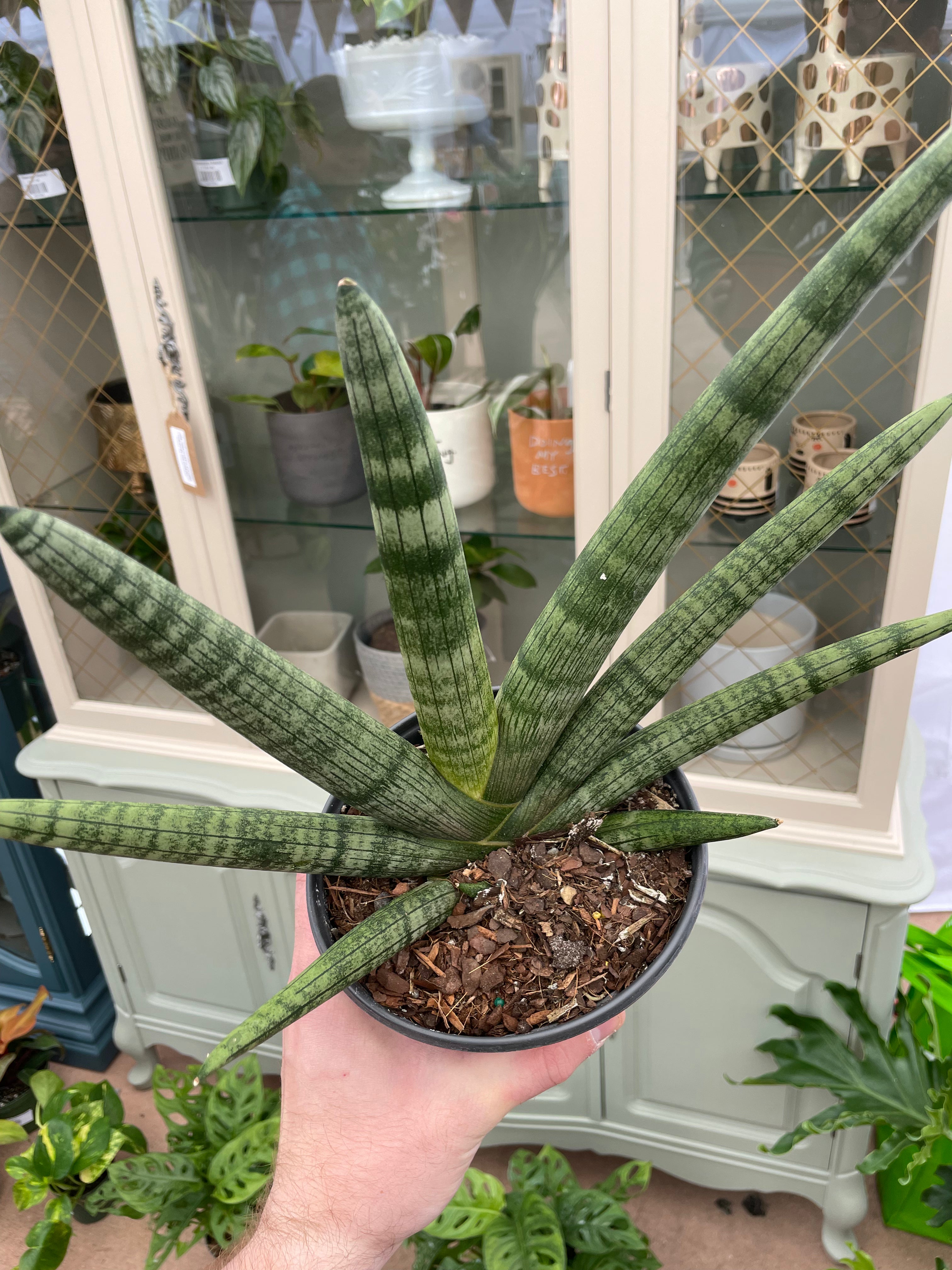 Sansevieria Starfish