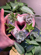 My Love For You Live Succulent Heart