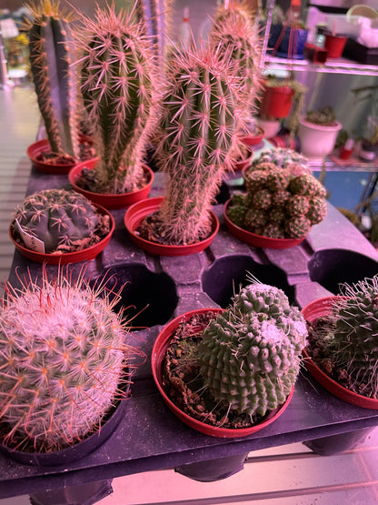 Assorted Small Cactus