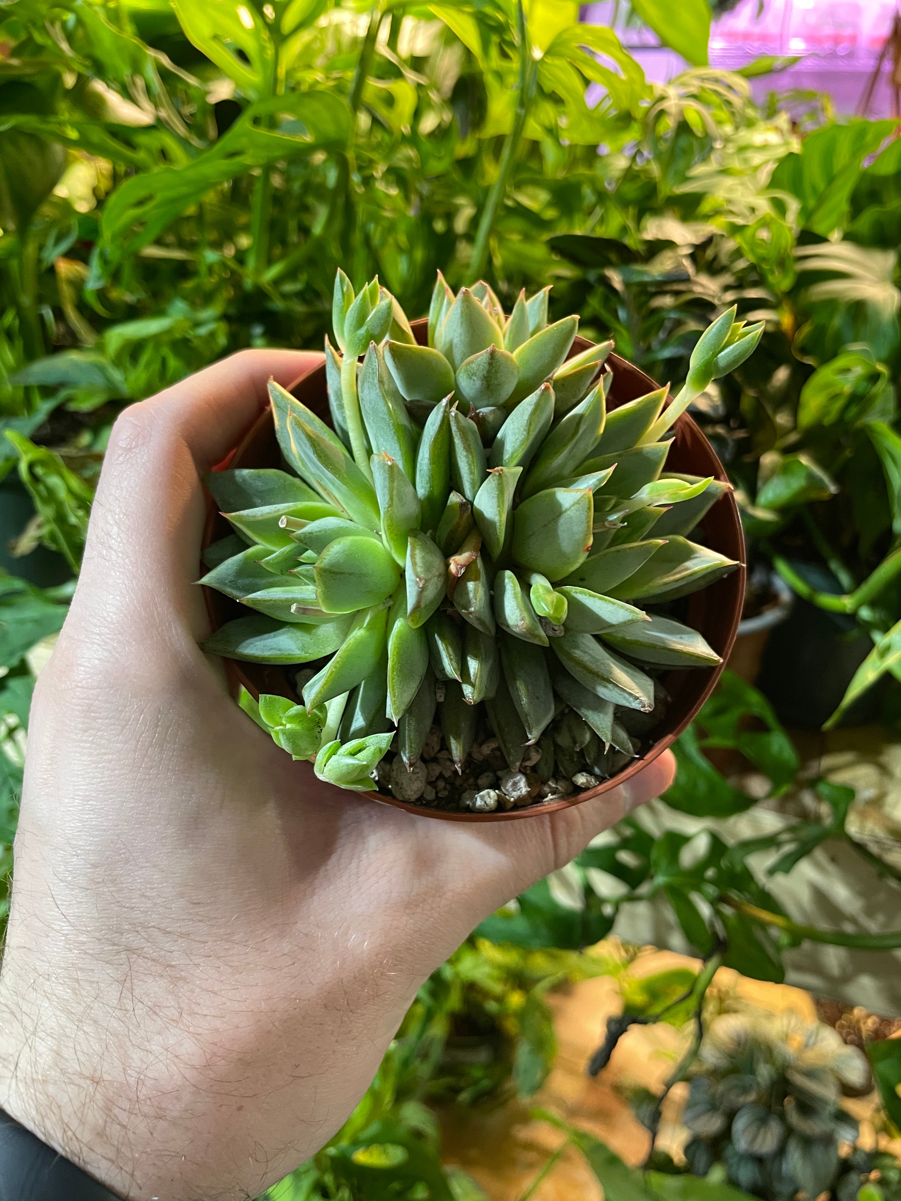 Graptopetalum Macdougallii Succulent