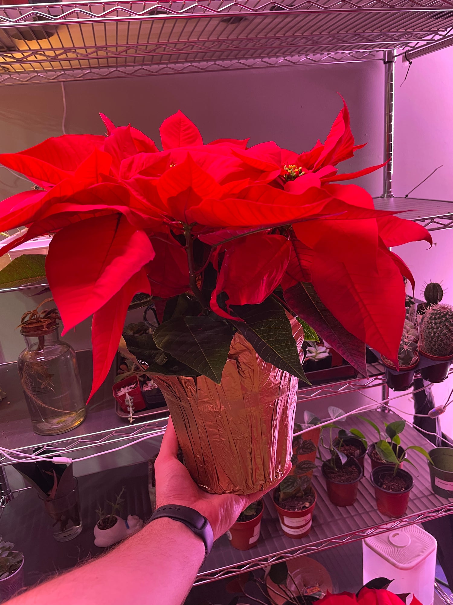 Poinsettia