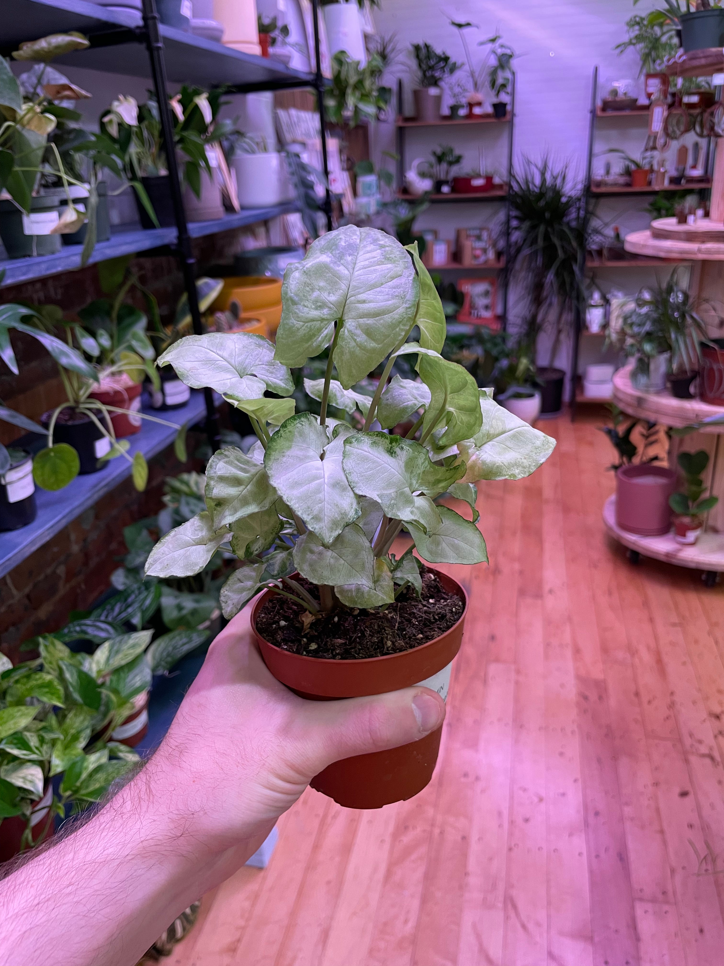 Syngonium White Butterfly