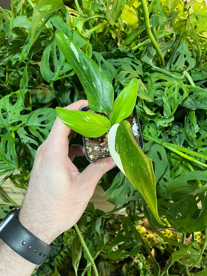 Monstera Standeleyana Albo