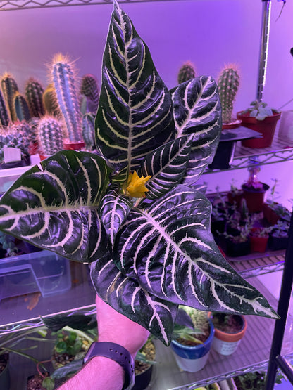 Aphelandra Zebra