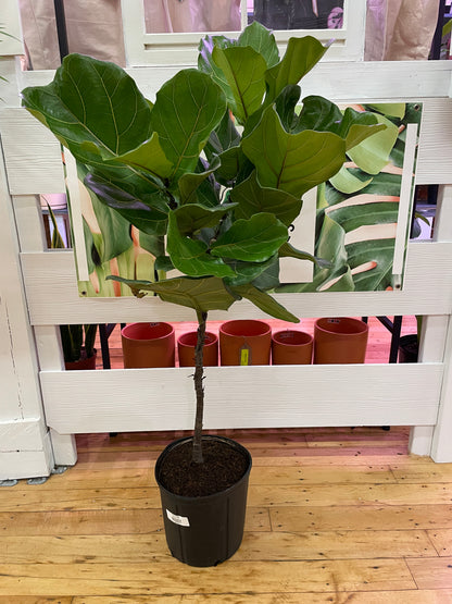 Ficus Lyrata