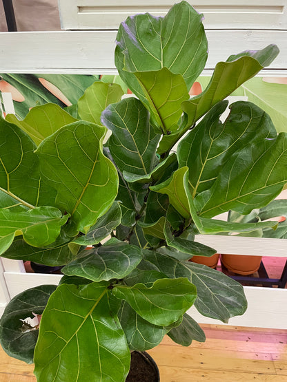 Ficus Lyrata