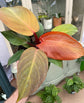 Philodendron McColley&
