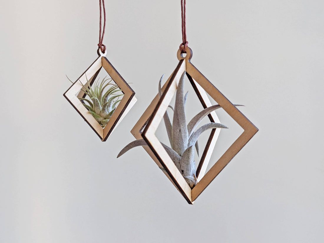 Jewel Air Plant Hangers