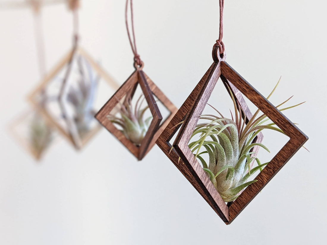 Jewel Air Plant Hangers